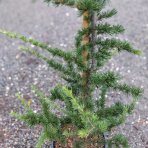 Céder atlantský (Cedrus Atlantica) - výška 140-160 cm, kont. C18L